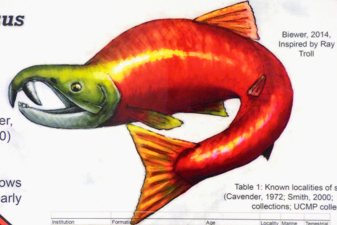  A watercolor painting of a fossil O. rastrosus salmon fish species.