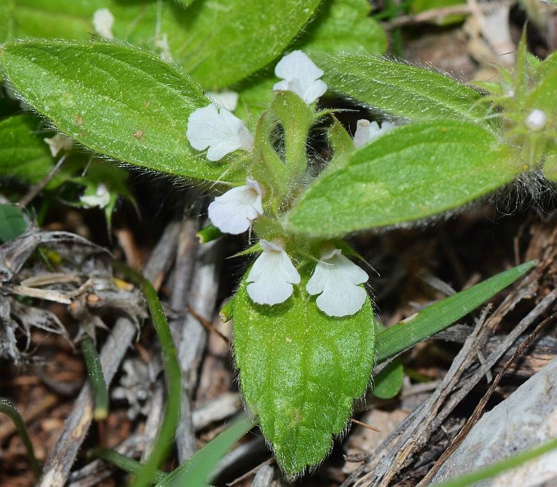 Hellenic Nature Sideritis curvidens