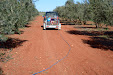 Pruning olive trees