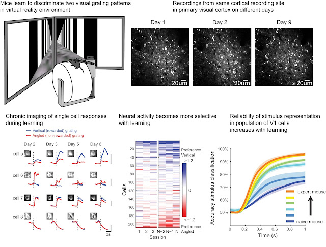 mice in virtual reality environment