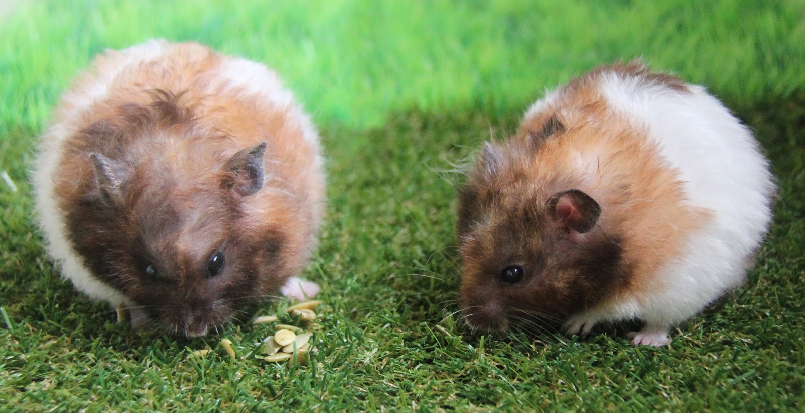 Natural PawPals Two Calico Syrian Hamsters
