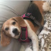 No Jail Time for Man Who Violently Beat and Killed Layla the Beagle?