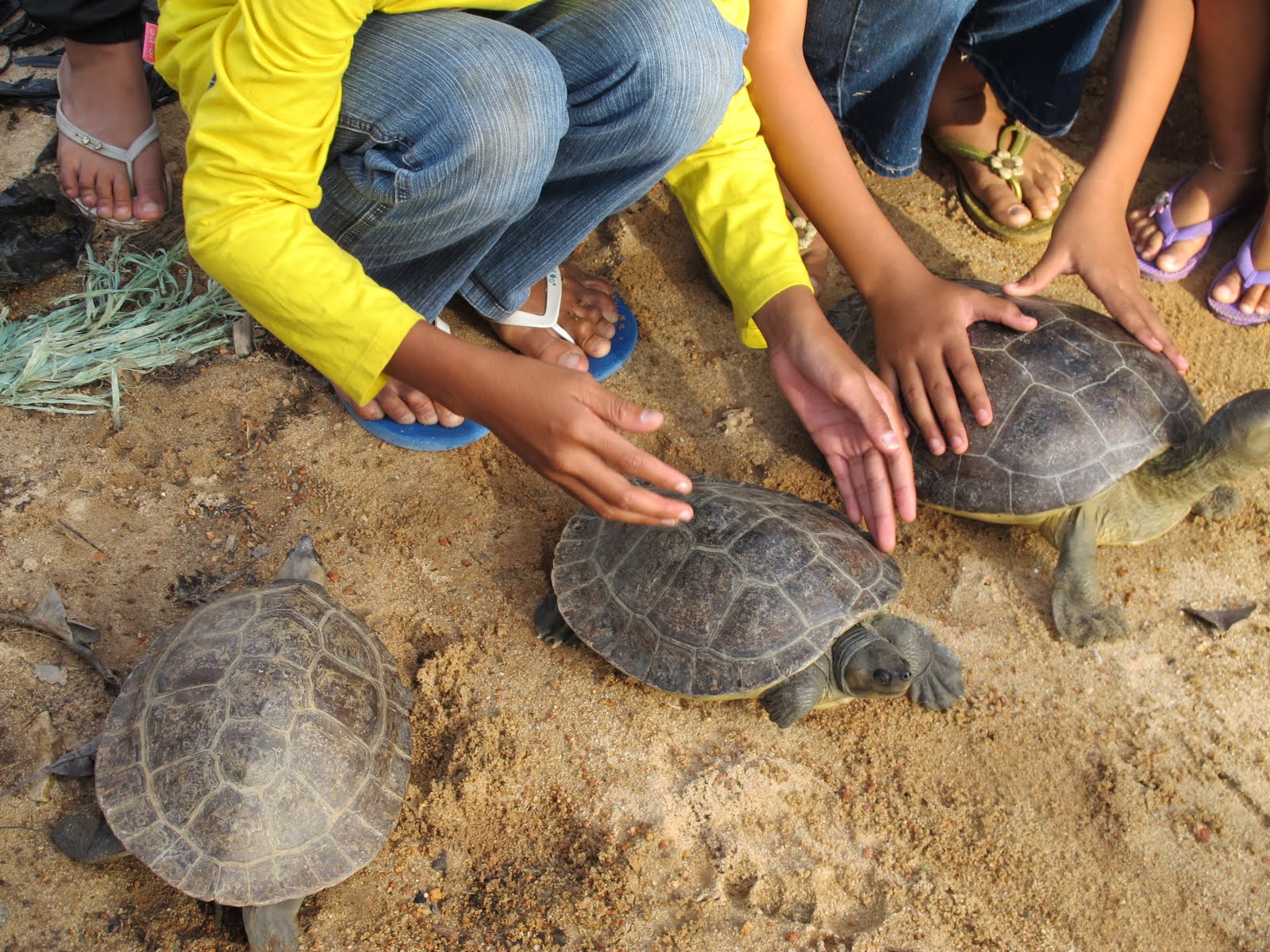 O'NealFreemans in Malaysia Kuala Terengganu, Turtle Release