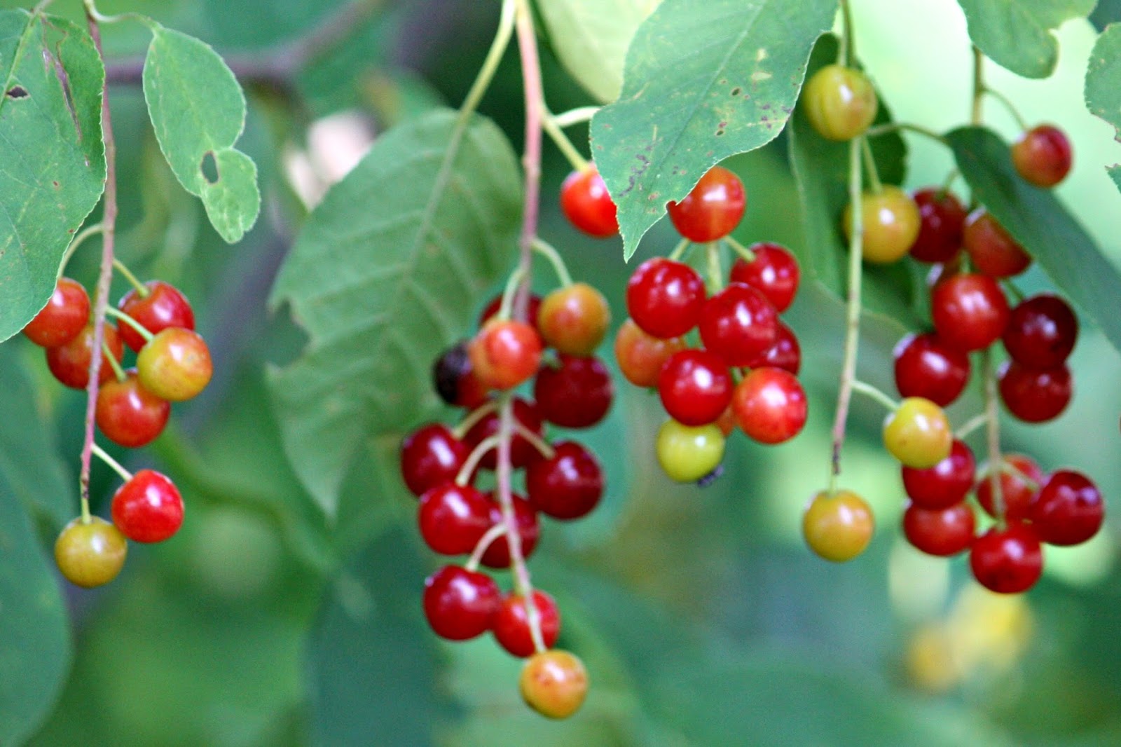 Carol Steel Choke Cherry Tree