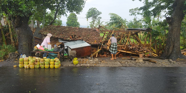 Akibat Hujan Deras Disertai Angin di Kab. Bondowoso Banyak Pohon Tumbang.