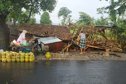 Akibat Hujan Deras Disertai Angin di Kab. Bondowoso Banyak Pohon Tumbang.