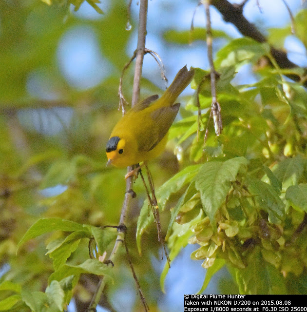 Hunting Digital Plumes in the US and Beyond: Warblers of Southeast ...
