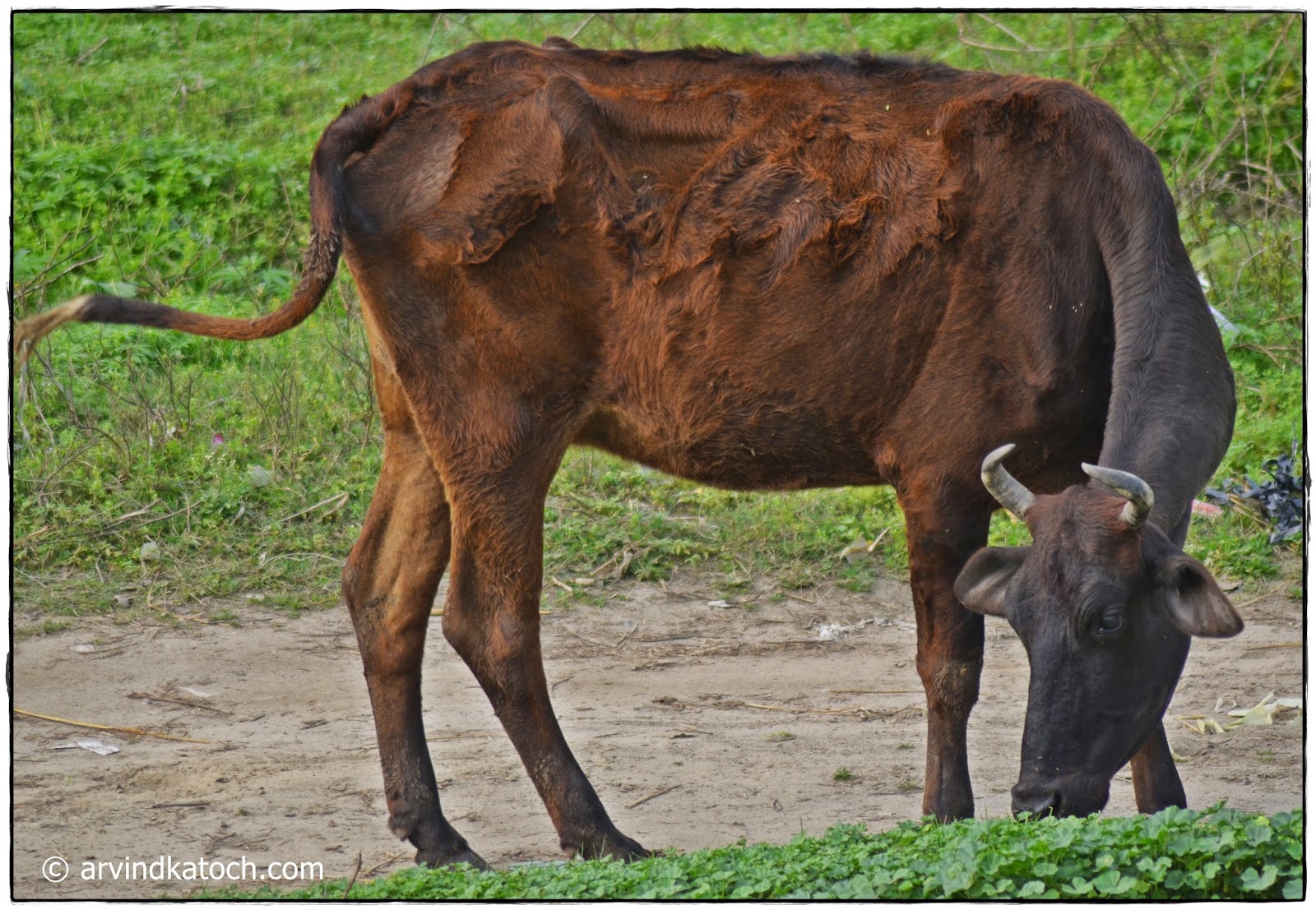 Indigenous Cow (A sad story From A Glorious Past to Near Extinction)