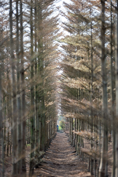 彰化田尾彩色小葉欖仁樹田，600棵雨傘樹森林形成隧道好夢幻