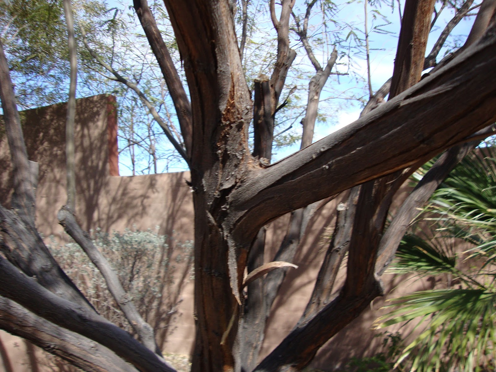 Xtremehorticulture of the Desert Is Bark Peeling on Mesquite Some Sort