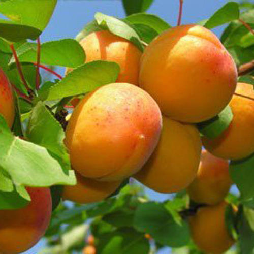 Apricot