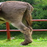 donkey tail