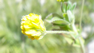 yellow weed