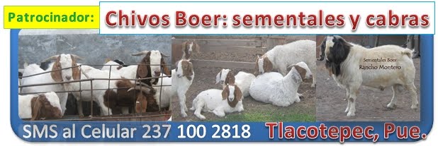 Chivos boer en Puebla, México