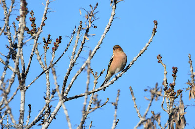 Pinsà comú (Fringilla coelebs)