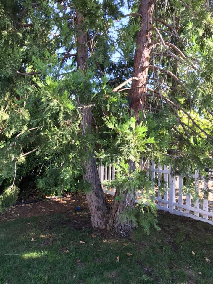 My front yard at Twin Cedar