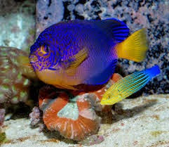 Lábrido Rayado Naranja y Azul Lábrido Rayado Naranja y Azul