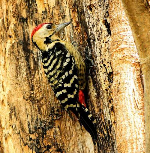 Fulvous-breasted woodpecker | Birds of India | Bird World