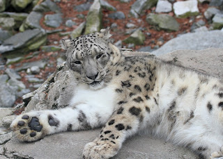 Kalın pençe ile büyük pençe yastıkları üzerinde gösteren bir kar leoparı