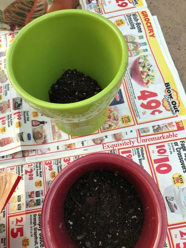 How To Transplant Roses with potting soil added to each pot