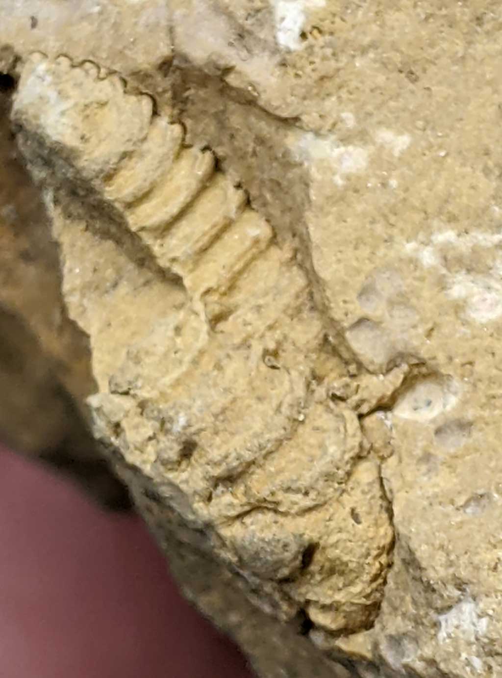 Louisville Fossils and Beyond Calymene Trilobite Imprints