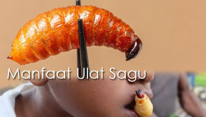 Sagu ulat Mengapa Orang