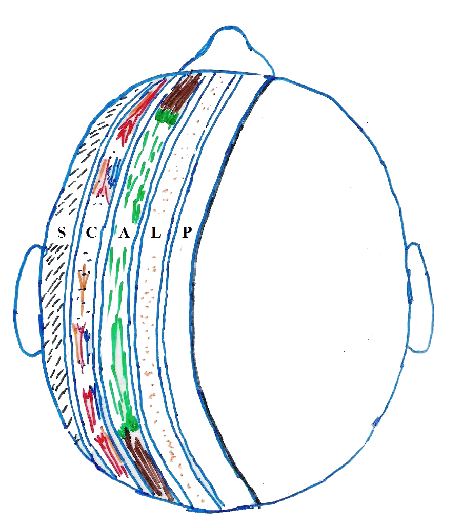 scalp anatomy l General human anatomy revision for dental students