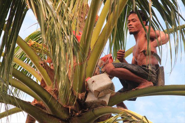 Naas, Penderes Nira Tewas Jatuh Dari Pohon Kelapa  