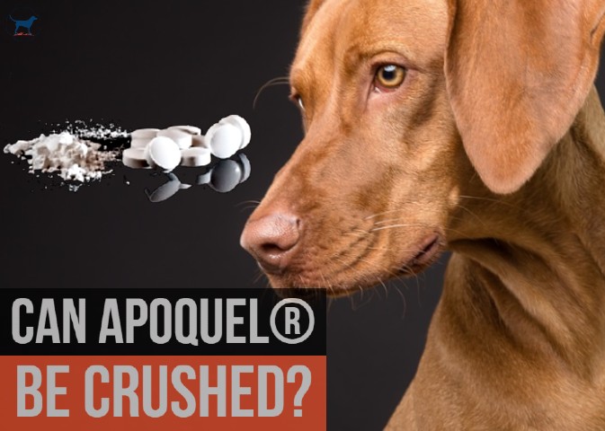 Can I Buy Apoquel For Dogs Online