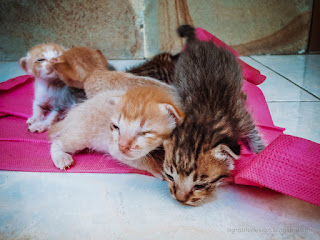 Newborn Baby Cats Learn To Walk On The Floor Of The House North Bali Indonesia