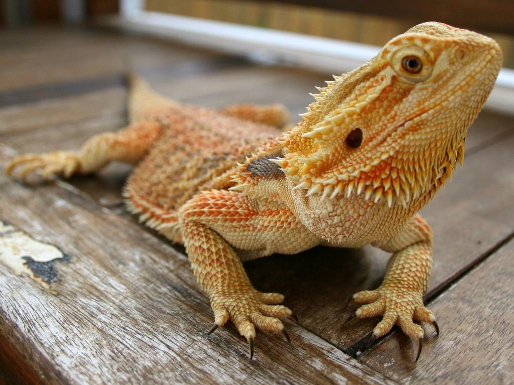 lizard-bearded-dragon-6.jpg