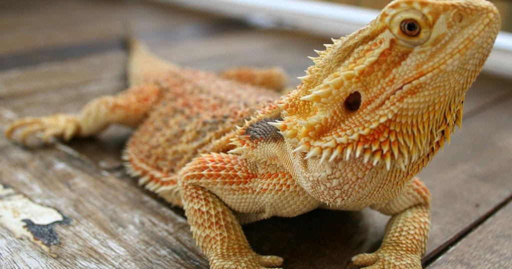 bearded-dragon-handling