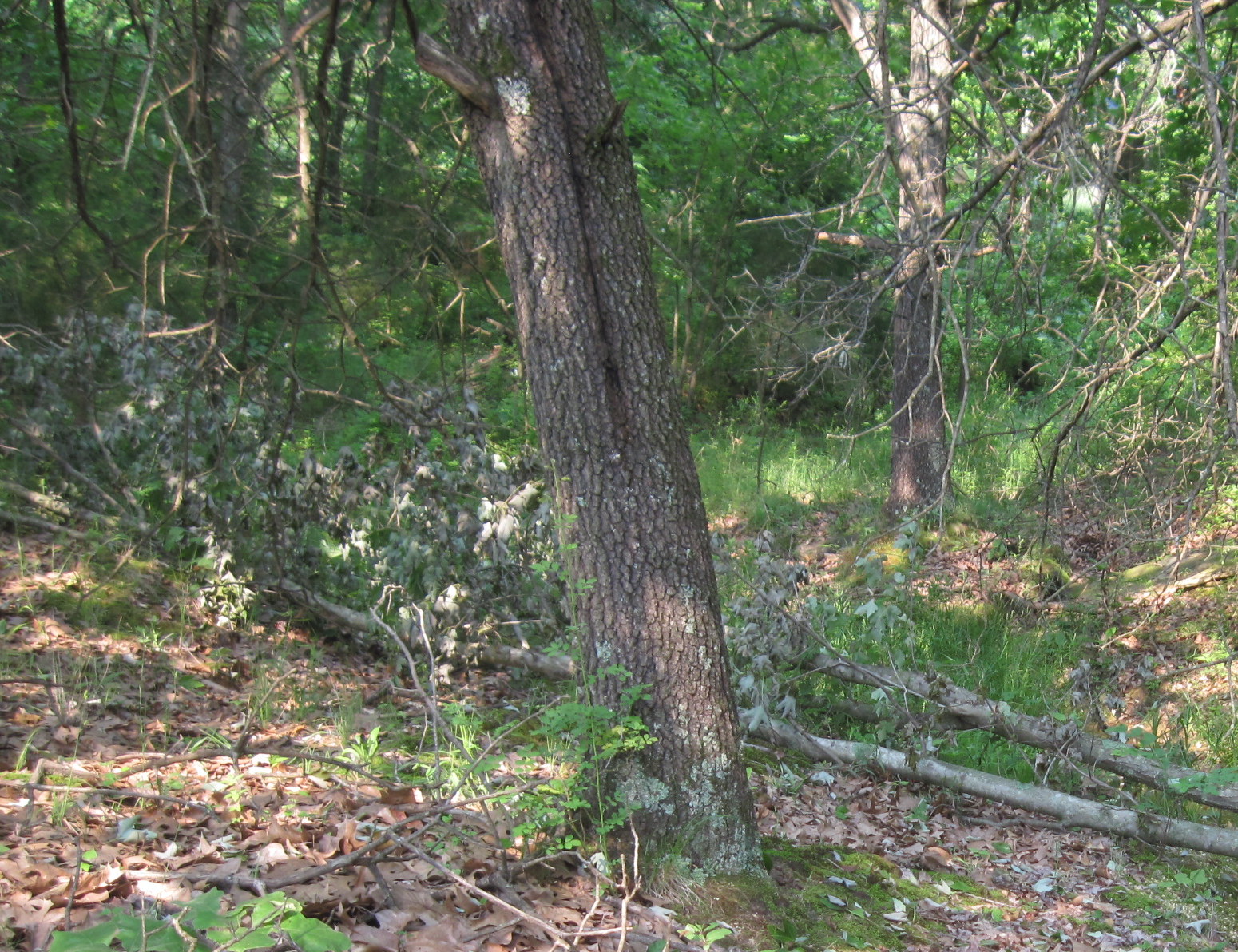 True Blue Sam the Travelin' Man Site Indicator Blackjack Oak, Quercus