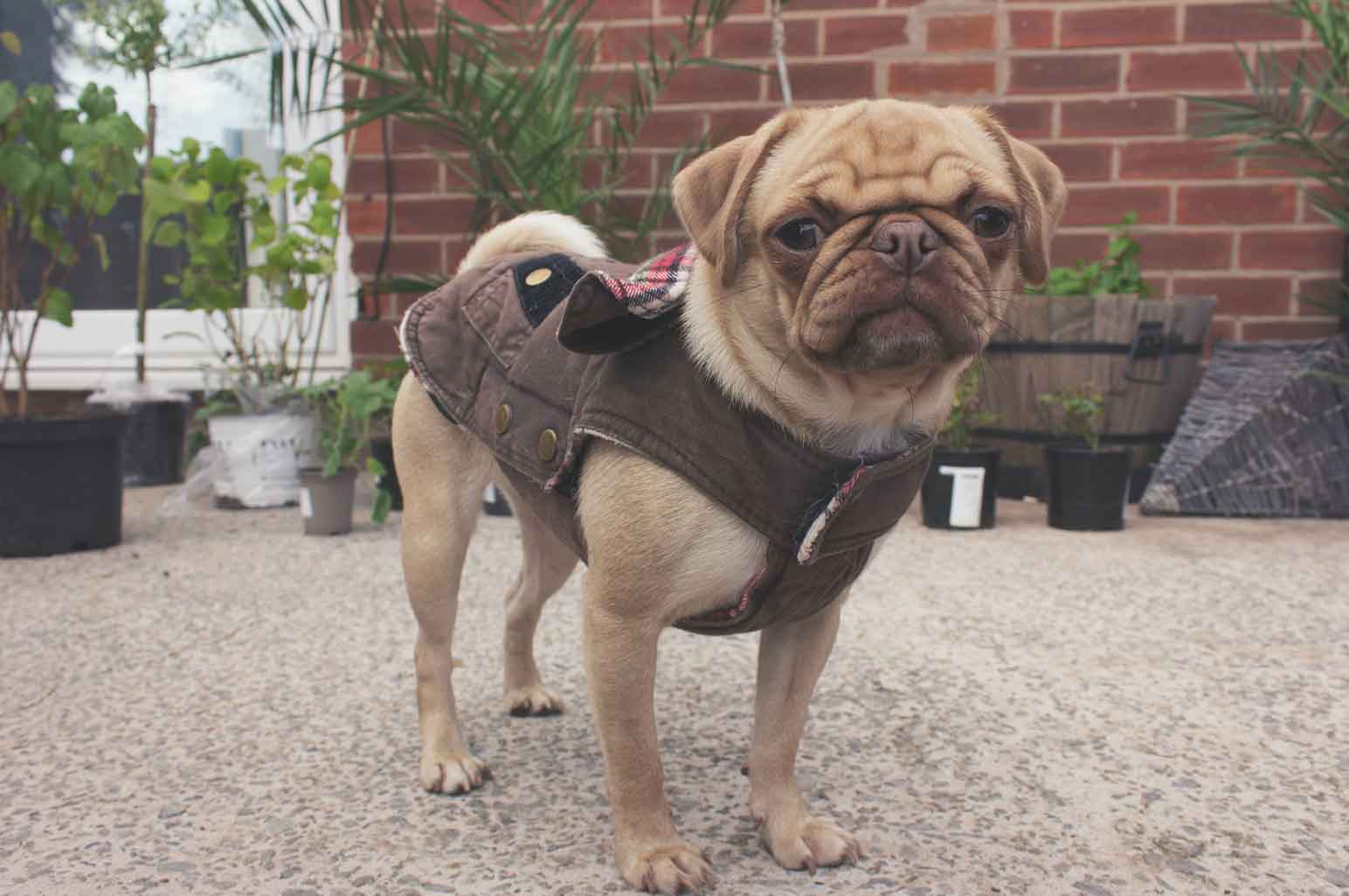 Why Canada Pooch Make Great Gifts For Pets Why Canada Pooch Make Great Gifts For Pets