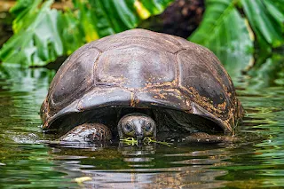 Why Turtles Live In Water African Folktale