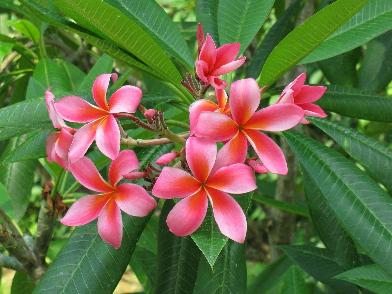   20 Gambar Bunga Kamboja  Cantik Servergambar01