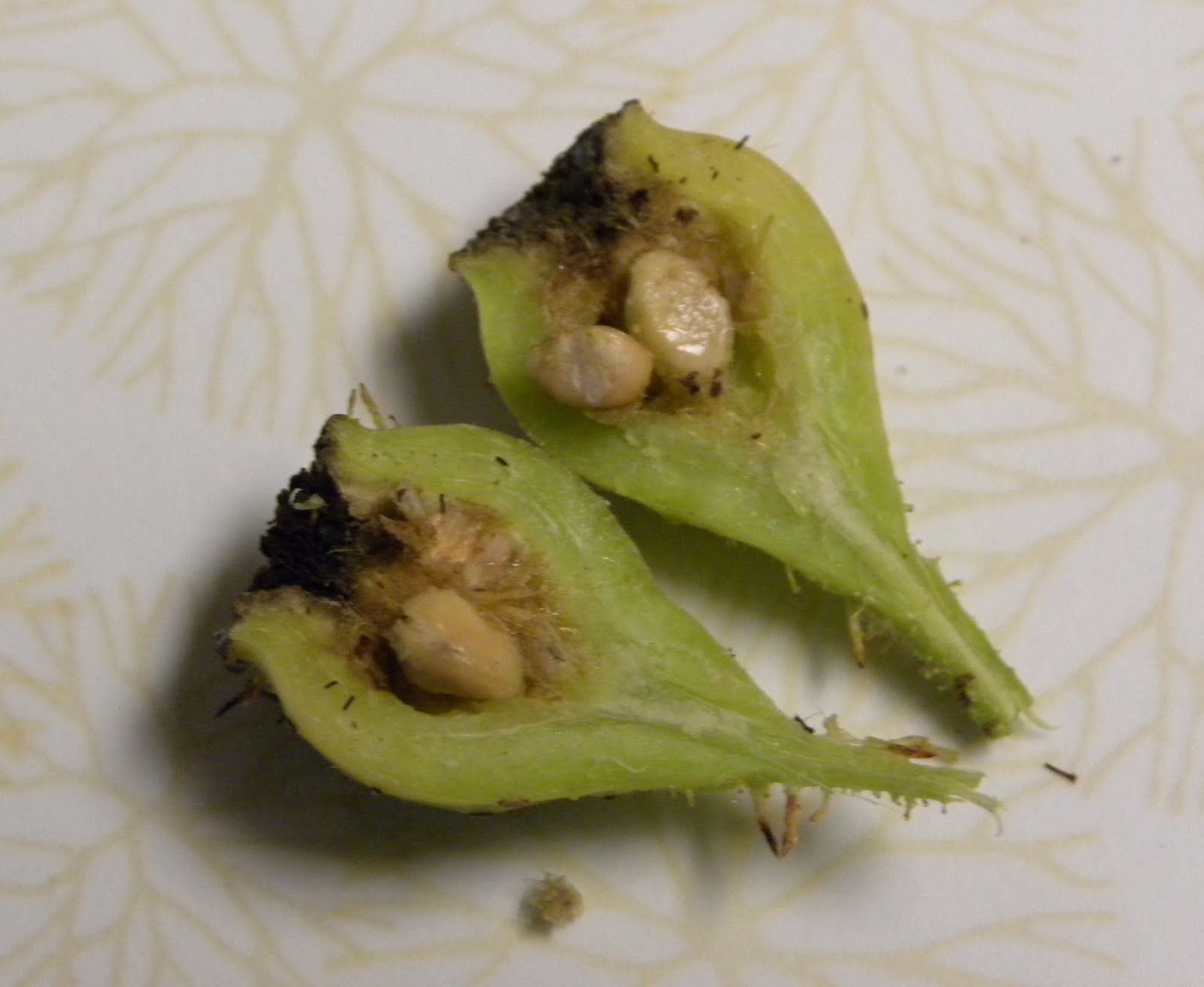 Red Dirt Roses Harvesting Rose Seeds