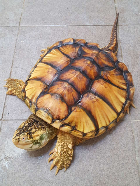 Perbedaan Kura Kura Cst Ast Dan Fst Anda Wajib Tahu Kuranesia