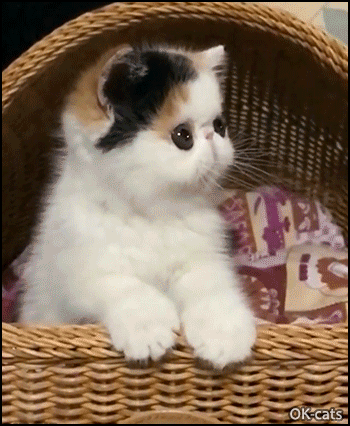 Cute Kitten GIF • Funny Exotic kitty in his fort bobbing head, such a lovely baby Cute Kitten GIF • Funny Exotic kitty in his fort bobbing head, such a lovely baby