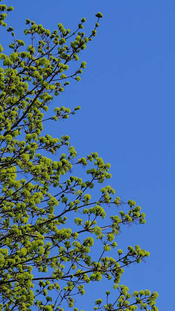 Beautiful tree on blue sky background