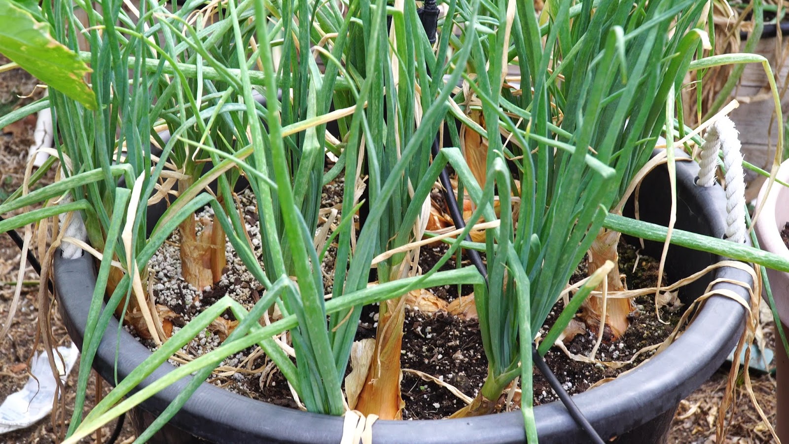 California Gardening Growing Shallots in Containers