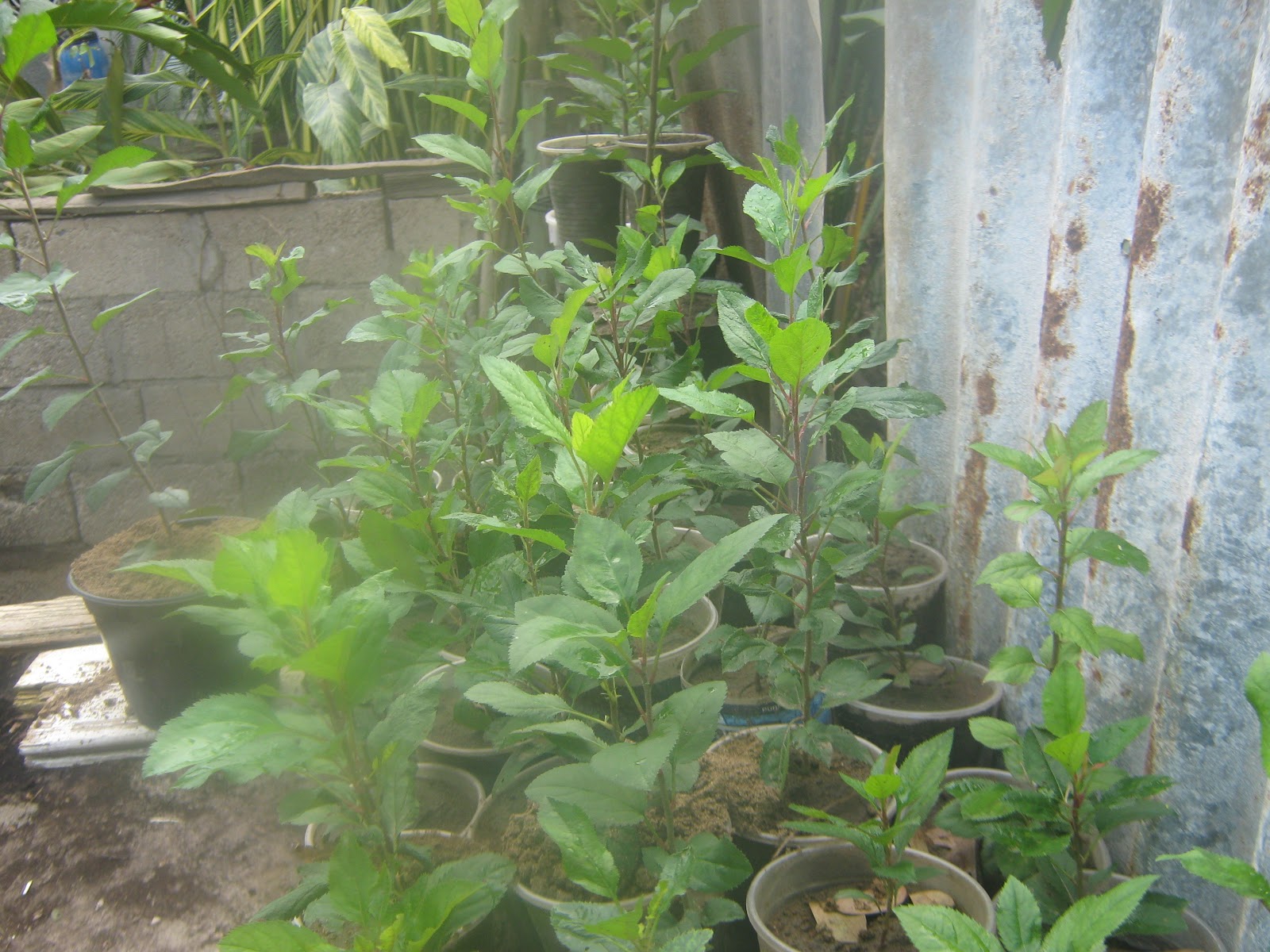 Growing apples in Jamaica