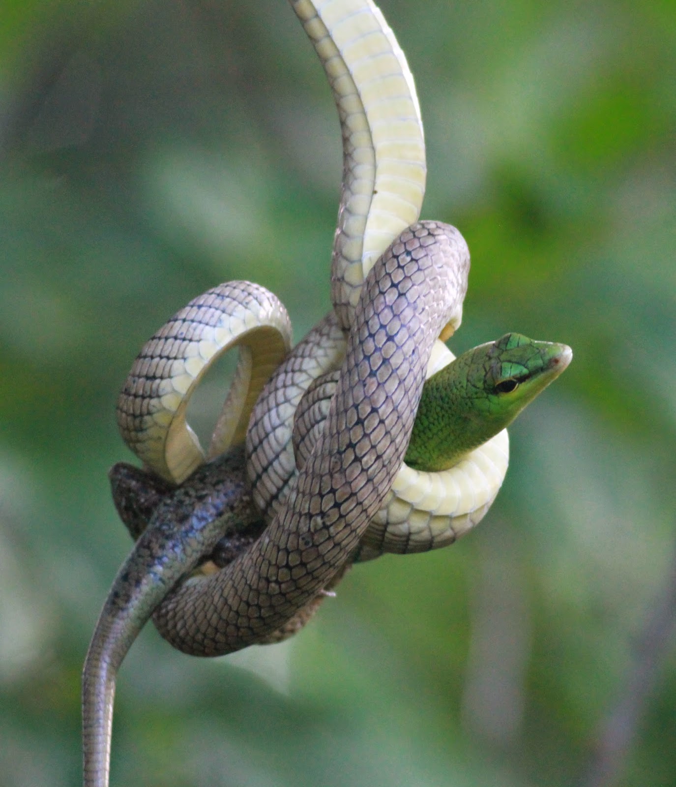 The serpent’s swift аttасk on the gecko was mesmerizing