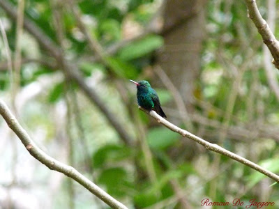Canivet´s emerald Chlorostilbon canivetii birdwatching Nicaragua