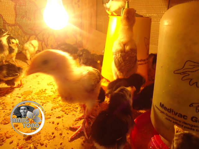 Cara agar anak ayam kampung cepat tumbuh besar