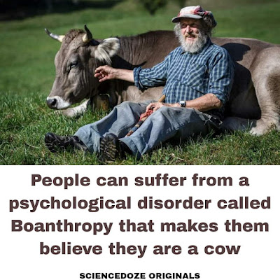 Boanthropy facts