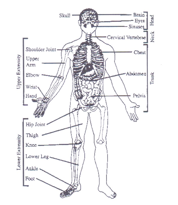 Learn First Aid: Anatomy and Physiology