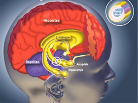 Νευροεπιστήμη, εγκεφαλος και ενδορφινες, συνείδηση