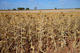 Claas Lexion 540. Harvesting thistles