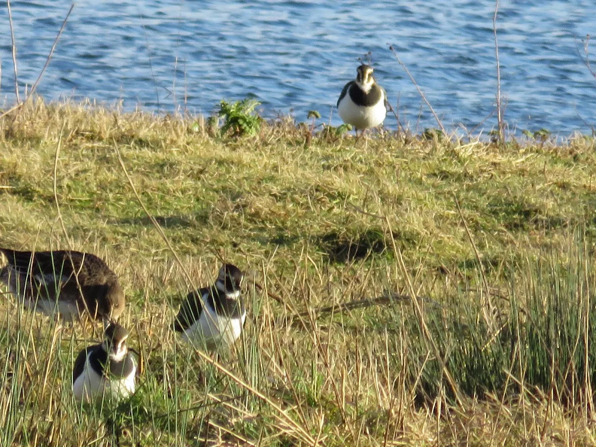 WWT London Wetland Centre: Lapwings